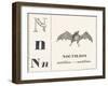 Born for Noctilion (Fishing Bat Native to Latin America), 1850 (Engraving)-Louis Simon (1810-1870) Lassalle-Framed Giclee Print