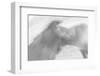 Born to be Wild-Doug Chinnery-Framed Photographic Print