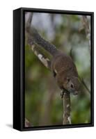Bornean Mountain Ground Squirrel (Dremomys Everetti) on a Branch-Craig Lovell-Framed Stretched Canvas