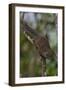 Bornean Mountain Ground Squirrel (Dremomys Everetti) on a Branch-Craig Lovell-Framed Premium Photographic Print