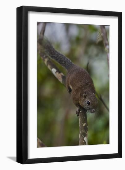 Bornean Mountain Ground Squirrel (Dremomys Everetti) on a Branch-Craig Lovell-Framed Premium Photographic Print