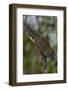 Bornean Mountain Ground Squirrel (Dremomys Everetti) on a Branch-Craig Lovell-Framed Photographic Print