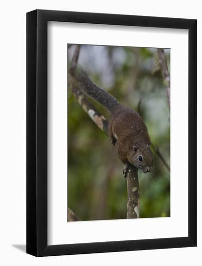 Bornean Mountain Ground Squirrel (Dremomys Everetti) on a Branch-Craig Lovell-Framed Photographic Print