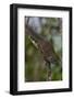 Bornean Mountain Ground Squirrel (Dremomys Everetti) on a Branch-Craig Lovell-Framed Photographic Print