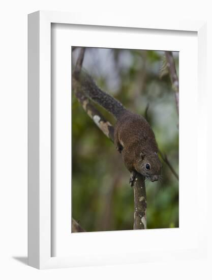 Bornean Mountain Ground Squirrel (Dremomys Everetti) on a Branch-Craig Lovell-Framed Photographic Print