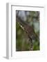 Bornean Mountain Ground Squirrel (Dremomys Everetti) on a Branch-Craig Lovell-Framed Photographic Print