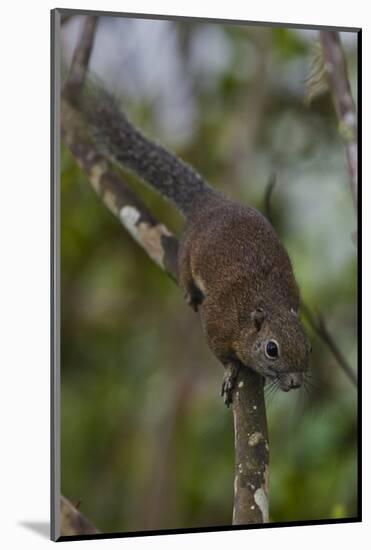 Bornean Mountain Ground Squirrel (Dremomys Everetti) on a Branch-Craig Lovell-Mounted Photographic Print