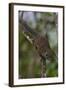 Bornean Mountain Ground Squirrel (Dremomys Everetti) on a Branch-Craig Lovell-Framed Photographic Print