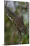 Bornean Mountain Ground Squirrel (Dremomys Everetti) on a Branch-Craig Lovell-Mounted Photographic Print