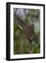 Bornean Mountain Ground Squirrel (Dremomys Everetti) on a Branch-Craig Lovell-Framed Photographic Print