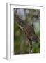 Bornean Mountain Ground Squirrel (Dremomys Everetti) on a Branch-Craig Lovell-Framed Photographic Print