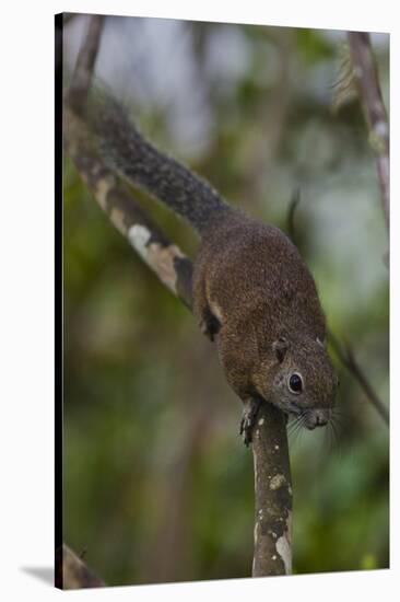 Bornean Mountain Ground Squirrel (Dremomys Everetti) on a Branch-Craig Lovell-Stretched Canvas