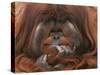 Bornean Orang-Utan Adult Male in Zoo-null-Stretched Canvas