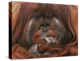 Bornean Orang-Utan Adult Male in Zoo-null-Stretched Canvas