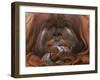 Bornean Orang-Utan Adult Male in Zoo-null-Framed Premium Photographic Print