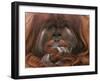 Bornean Orang-Utan Adult Male in Zoo-null-Framed Premium Photographic Print