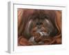 Bornean Orang-Utan Adult Male in Zoo-null-Framed Premium Photographic Print