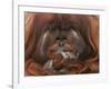 Bornean Orang-Utan Adult Male in Zoo-null-Framed Photographic Print