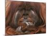 Bornean Orang-Utan Adult Male in Zoo-null-Mounted Photographic Print