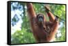 Bornean Orangutan mother and baby, Borneo, Malaysia, Southeast Asia, Asia-Don Mammoser-Framed Stretched Canvas