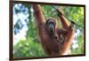 Bornean Orangutan mother and baby, Borneo, Malaysia, Southeast Asia, Asia-Don Mammoser-Framed Photographic Print