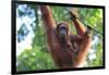 Bornean Orangutan mother and baby, Borneo, Malaysia, Southeast Asia, Asia-Don Mammoser-Framed Photographic Print