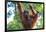 Bornean Orangutan mother and baby, Borneo, Malaysia, Southeast Asia, Asia-Don Mammoser-Framed Photographic Print