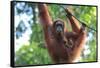 Bornean Orangutan mother and baby, Borneo, Malaysia, Southeast Asia, Asia-Don Mammoser-Framed Stretched Canvas