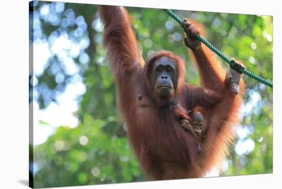 Bornean Orangutan mother and baby, Borneo, Malaysia, Southeast Asia, Asia-Don Mammoser-Stretched Canvas