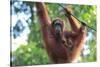 Bornean Orangutan mother and baby, Borneo, Malaysia, Southeast Asia, Asia-Don Mammoser-Stretched Canvas