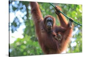 Bornean Orangutan mother and baby, Borneo, Malaysia, Southeast Asia, Asia-Don Mammoser-Stretched Canvas