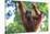 Bornean Orangutan mother and baby, Borneo, Malaysia, Southeast Asia, Asia-Don Mammoser-Stretched Canvas