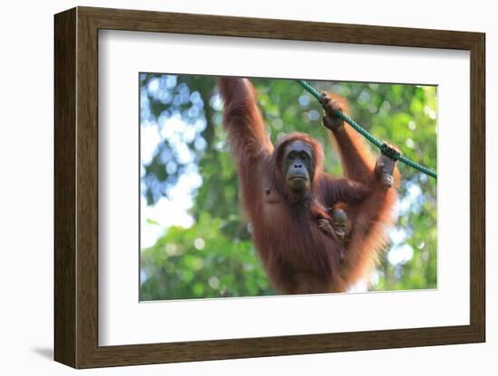 Bornean Orangutan mother and baby, Borneo, Malaysia, Southeast Asia, Asia-Don Mammoser-Framed Photographic Print