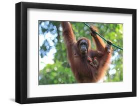 Bornean Orangutan mother and baby, Borneo, Malaysia, Southeast Asia, Asia-Don Mammoser-Framed Photographic Print