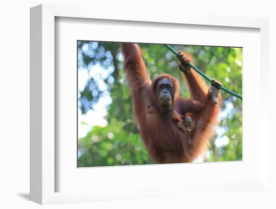 Bornean Orangutan mother and baby, Borneo, Malaysia, Southeast Asia, Asia-Don Mammoser-Framed Photographic Print