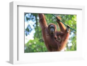 Bornean Orangutan mother and baby, Borneo, Malaysia, Southeast Asia, Asia-Don Mammoser-Framed Photographic Print