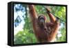 Bornean Orangutan mother and baby, Borneo, Malaysia, Southeast Asia, Asia-Don Mammoser-Framed Stretched Canvas