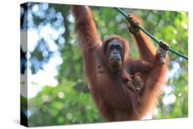 Bornean Orangutan mother and baby, Borneo, Malaysia, Southeast Asia, Asia-Don Mammoser-Stretched Canvas