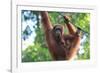 Bornean Orangutan mother and baby, Borneo, Malaysia, Southeast Asia, Asia-Don Mammoser-Framed Photographic Print