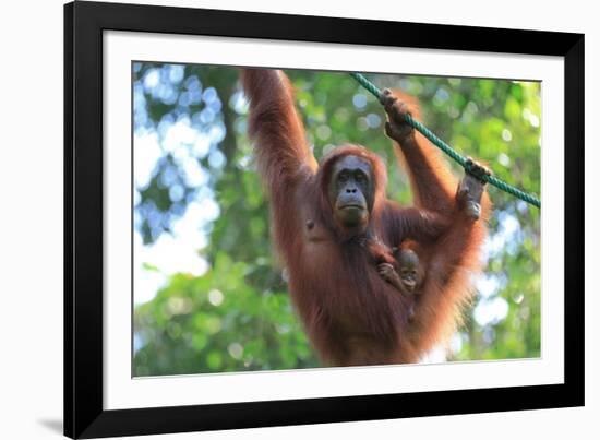 Bornean Orangutan mother and baby, Borneo, Malaysia, Southeast Asia, Asia-Don Mammoser-Framed Photographic Print