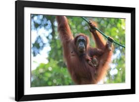 Bornean Orangutan mother and baby, Borneo, Malaysia, Southeast Asia, Asia-Don Mammoser-Framed Photographic Print