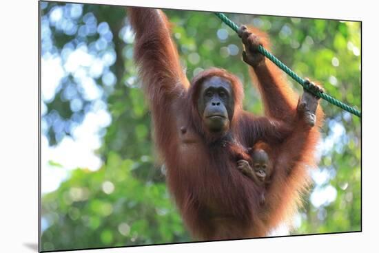 Bornean Orangutan mother and baby, Borneo, Malaysia, Southeast Asia, Asia-Don Mammoser-Mounted Photographic Print