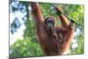 Bornean Orangutan mother and baby, Borneo, Malaysia, Southeast Asia, Asia-Don Mammoser-Mounted Photographic Print