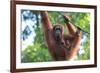 Bornean Orangutan mother and baby, Borneo, Malaysia, Southeast Asia, Asia-Don Mammoser-Framed Photographic Print