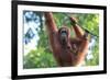 Bornean Orangutan mother and baby, Borneo, Malaysia, Southeast Asia, Asia-Don Mammoser-Framed Photographic Print