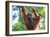 Bornean Orangutan mother and baby, Borneo, Malaysia, Southeast Asia, Asia-Don Mammoser-Framed Photographic Print