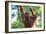 Bornean Orangutan mother and baby, Borneo, Malaysia, Southeast Asia, Asia-Don Mammoser-Framed Photographic Print