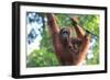 Bornean Orangutan mother and baby, Borneo, Malaysia, Southeast Asia, Asia-Don Mammoser-Framed Photographic Print