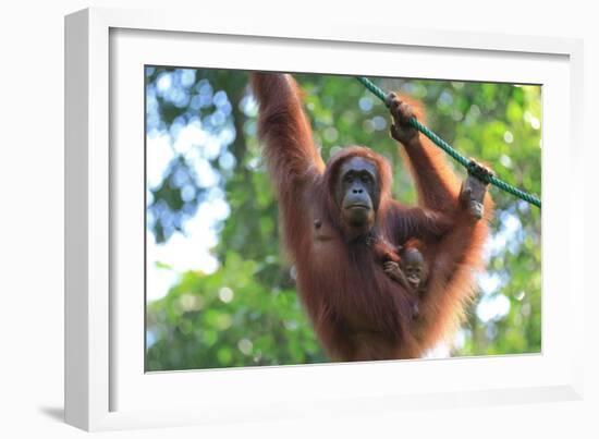 Bornean Orangutan mother and baby, Borneo, Malaysia, Southeast Asia, Asia-Don Mammoser-Framed Photographic Print