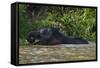 Bornean Pygmy Elephant (Elephas Maximus Borneensis)-Craig Lovell-Framed Stretched Canvas